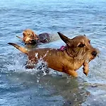 Obj 25 Moenkemeier Fuer 2 Personen + 1 Kleinkind Bis 3 Jahre Hund Appartamento *