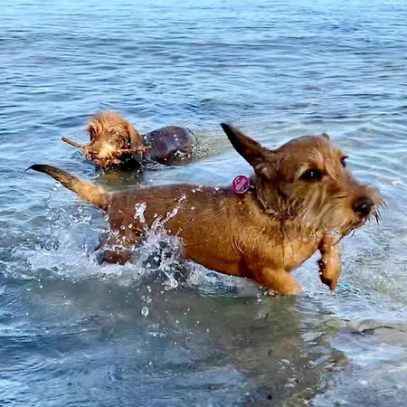 Obj 25 Moenkemeier Fuer 2 Personen + 1 Kleinkind Bis 3 Jahre Hund Appartement *