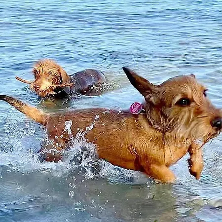 Obj 25 Moenkemeier Fuer 2 Personen + 1 Kleinkind Bis 3 Jahre Hund Appartement