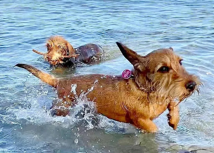 Obj 25 Moenkemeier Fuer 2 Personen + 1 Kleinkind Bis 3 Jahre Hund Appartement